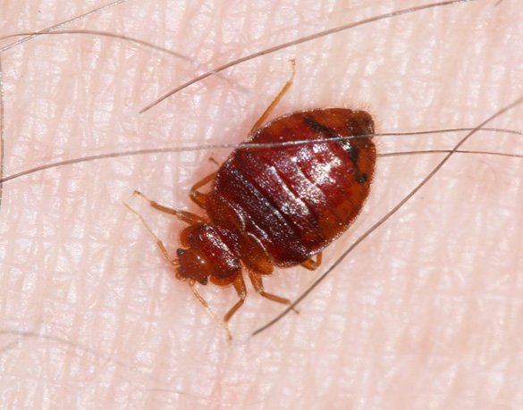 Bed Bugs Control in Multan.