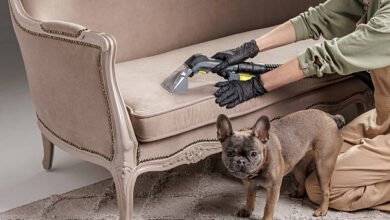 Pet Stain Odor Removal Ashburn