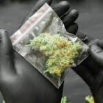 weed